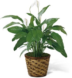 The FTD Spathiphyllum from Eagle Grove Greenhouse in O'Neill, NE